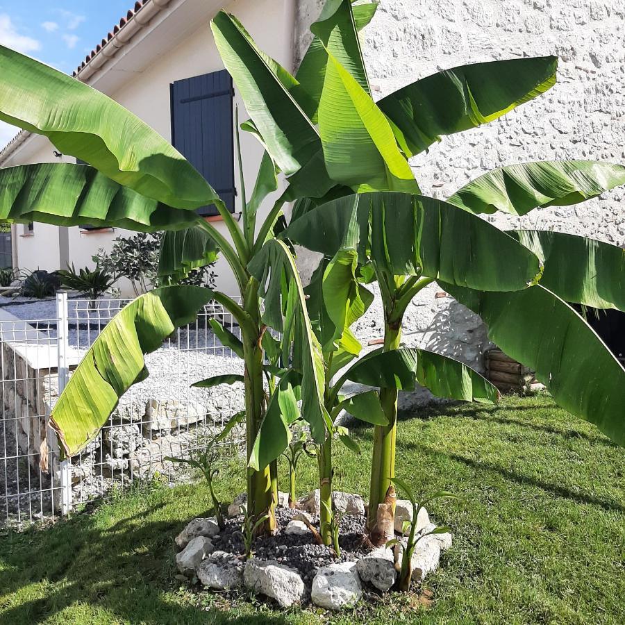 Le Domaine Vesque Villa Saint-Pierre-de-Clairac Buitenkant foto